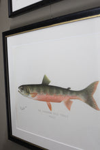 Load image into Gallery viewer, Antique Framed Fish Lithographs