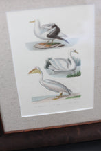 Load image into Gallery viewer, 18th C Custom Framed Hand-Painted Bird Engraving