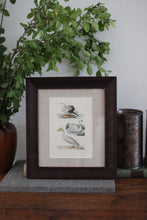 Load image into Gallery viewer, 18th C Custom Framed Hand-Painted Bird Engraving