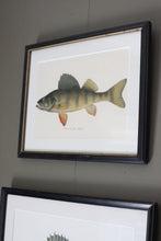Load image into Gallery viewer, Antique Framed Fish Lithographs