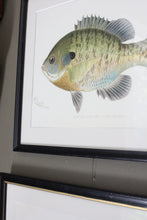 Load image into Gallery viewer, Antique Framed Fish Lithographs
