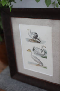 18th C Custom Framed Hand-Painted Bird Engraving