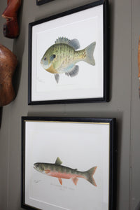 Antique Framed Fish Lithographs