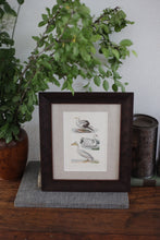 Load image into Gallery viewer, 18th C Custom Framed Hand-Painted Bird Engraving
